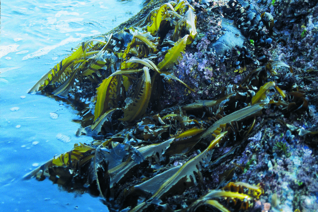 Frische grüne Algen am Meeresrand