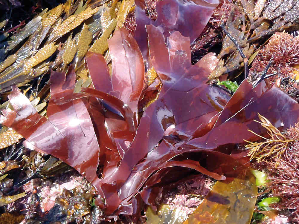 Foto von einem rötlichen Dulse Algenblatt mit anderen grünen Algenarten darunter